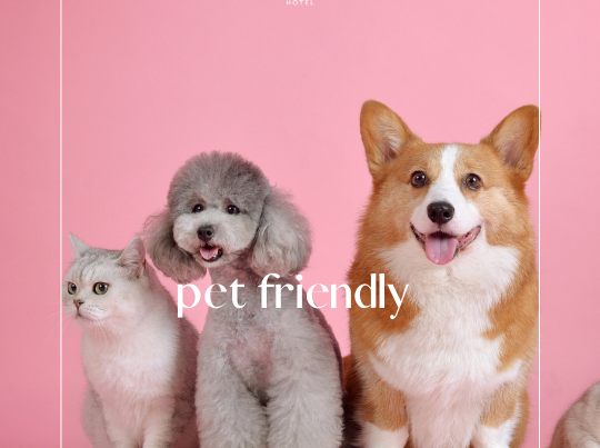 Pet friendly hotels Malta.